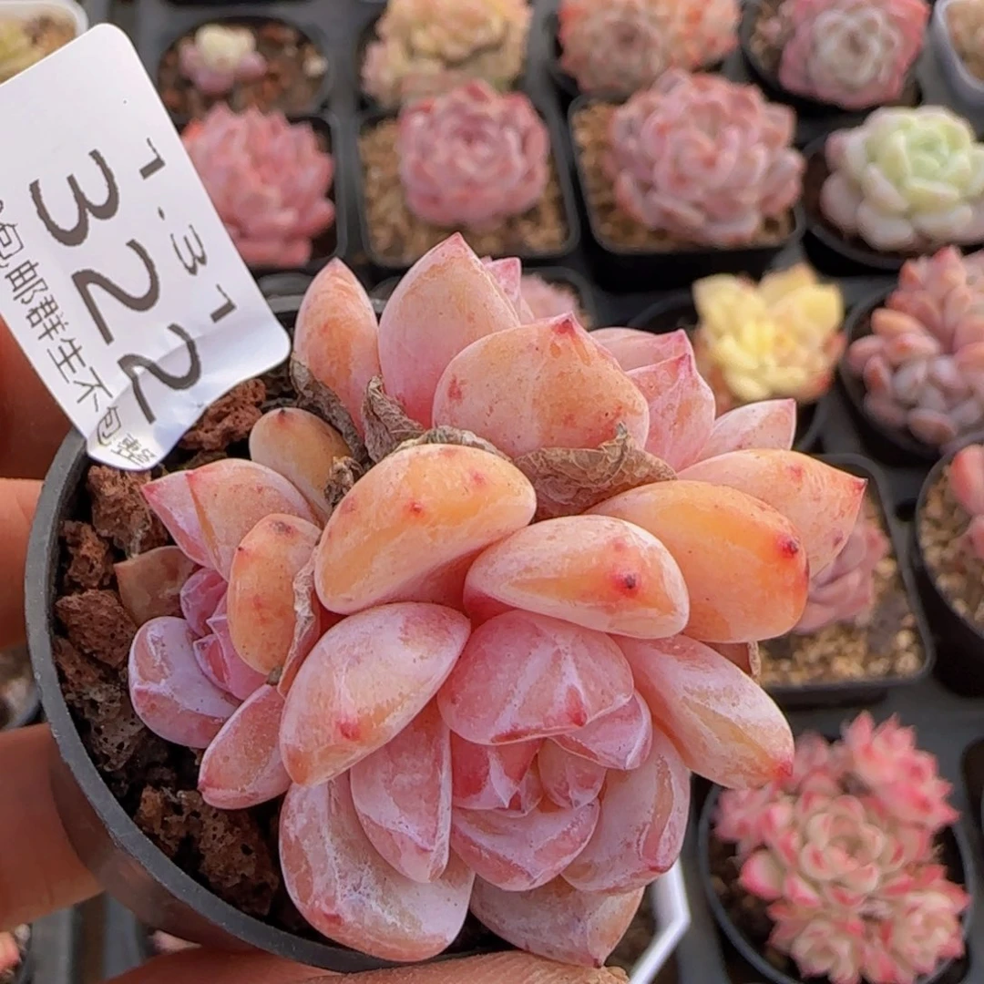 雪天使双头一颗一颗