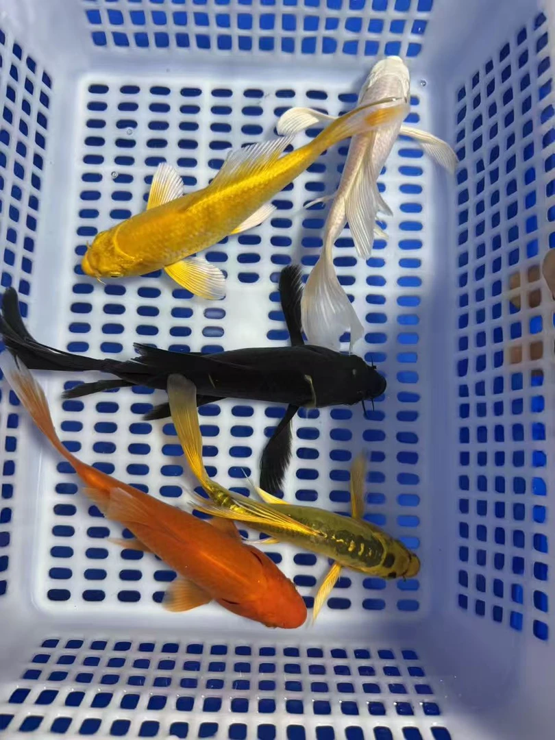 【五福临门10-12厘米黄金1白金1黑金1德系1红草1共5条】观赏锦鲤鱼