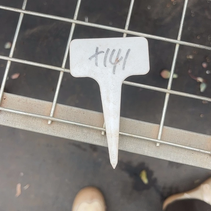 馨***宝两单包邮，一物一拍，3颗退款的