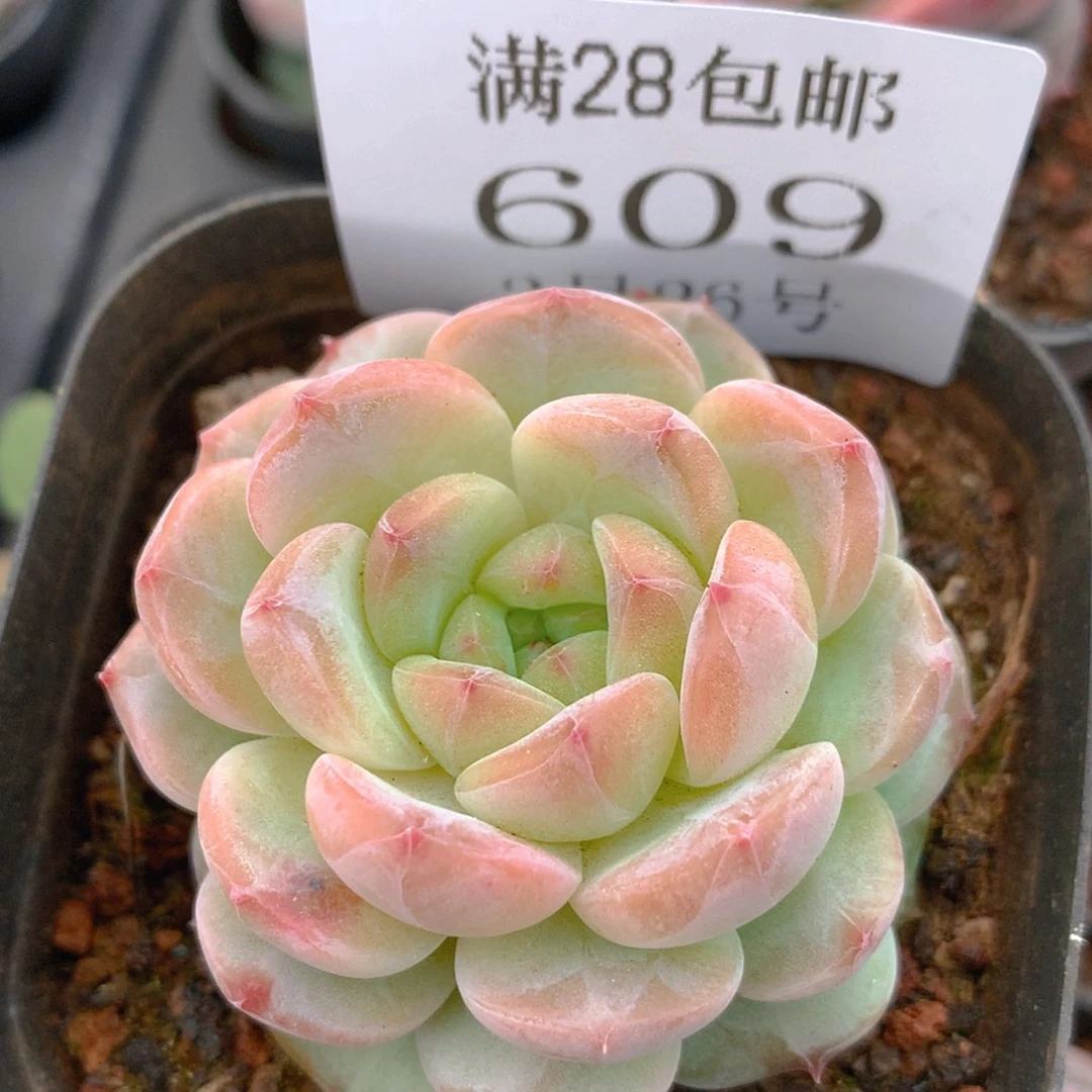 【闪购商品】云609