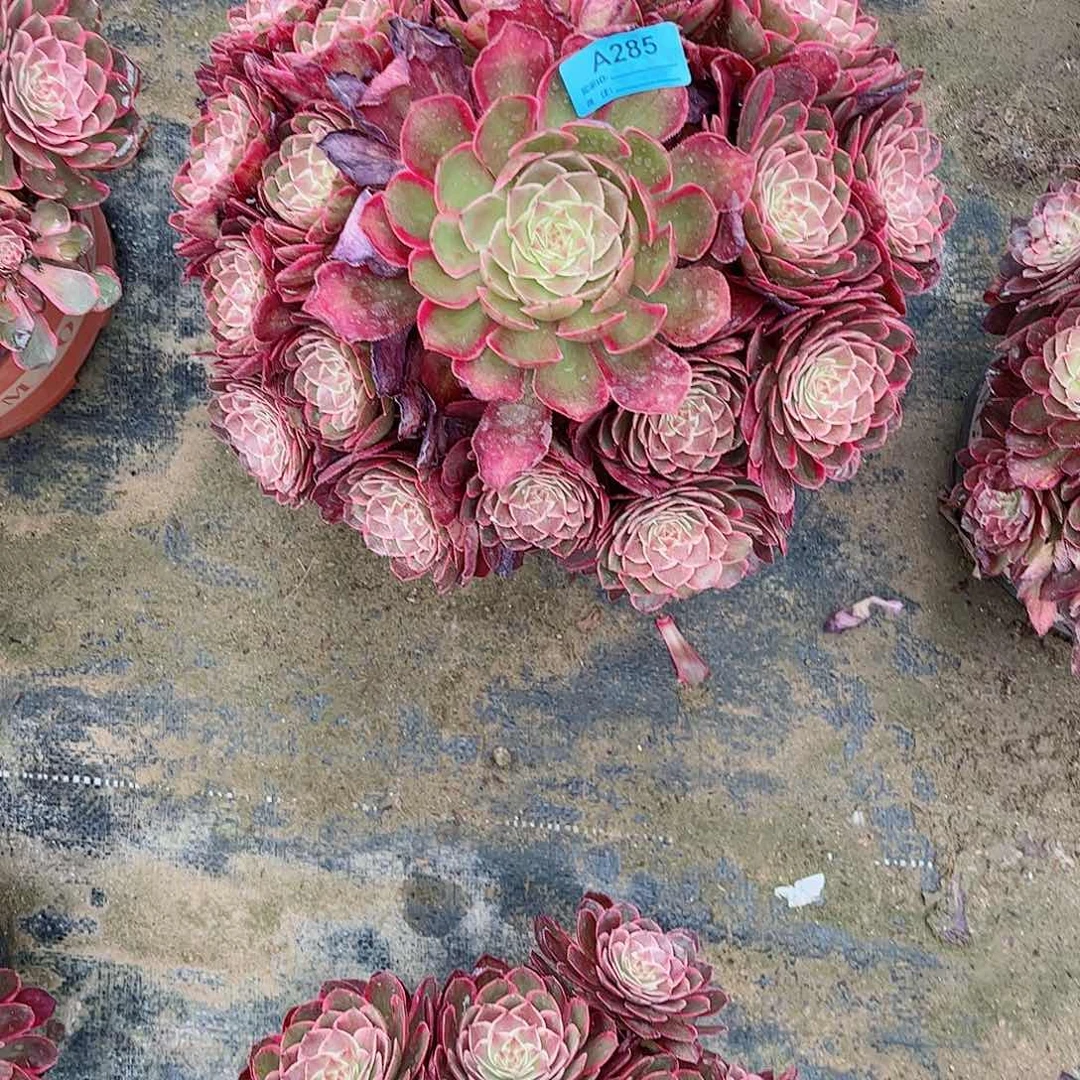 多肉植物285多肉粉花妖