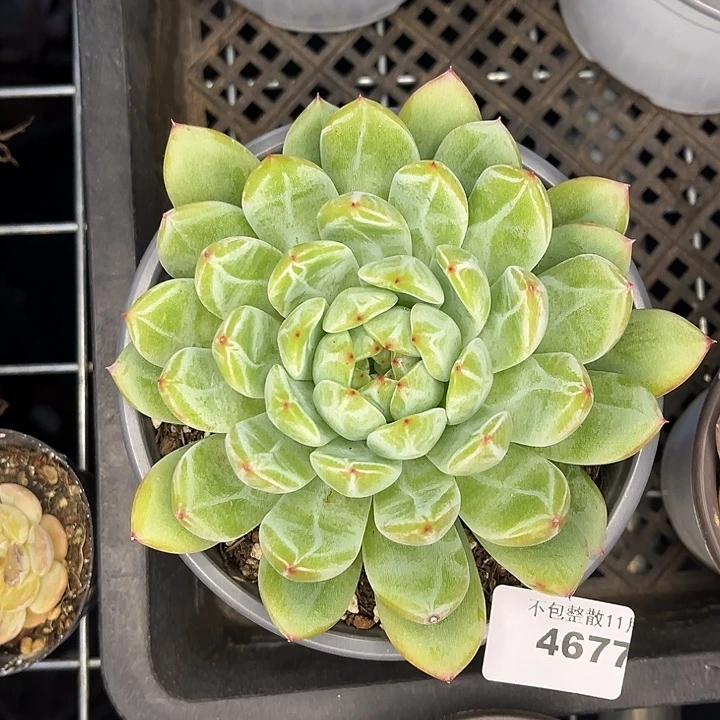 阿雅园艺。       4677大雪花