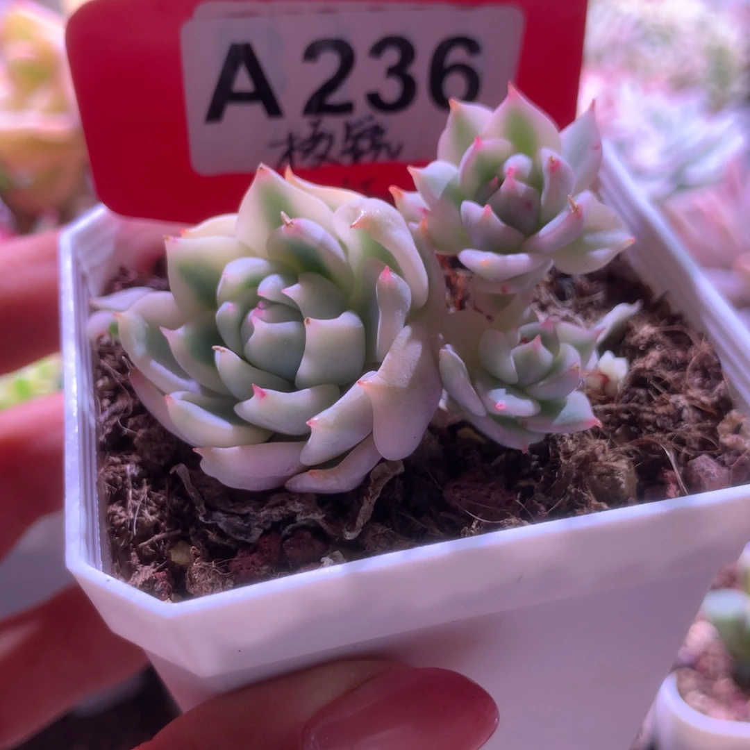 棱镜覆轮锦有根有