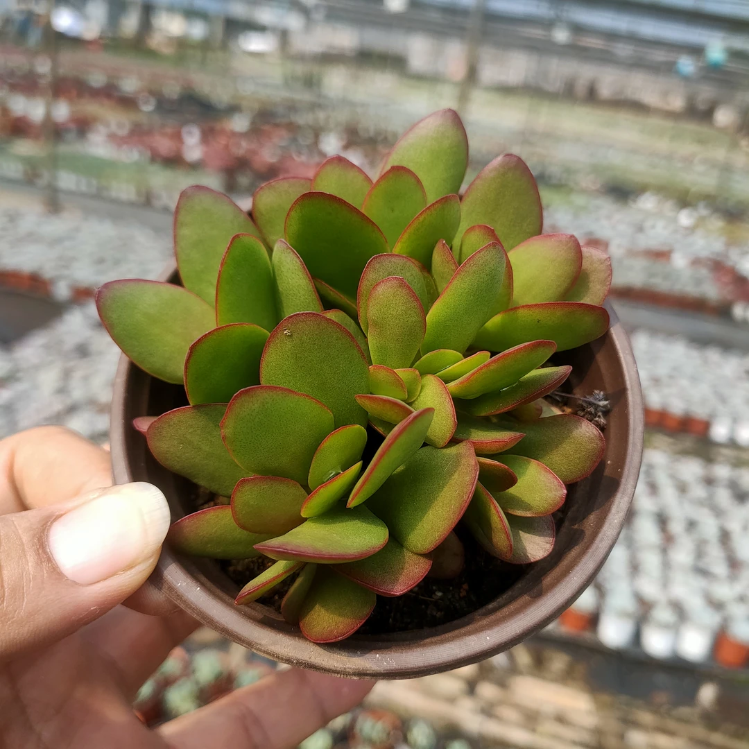 克拉夫薄叶 满20包邮散群带9厘米盆土发货 偏绿多肉植物 湖南长沙