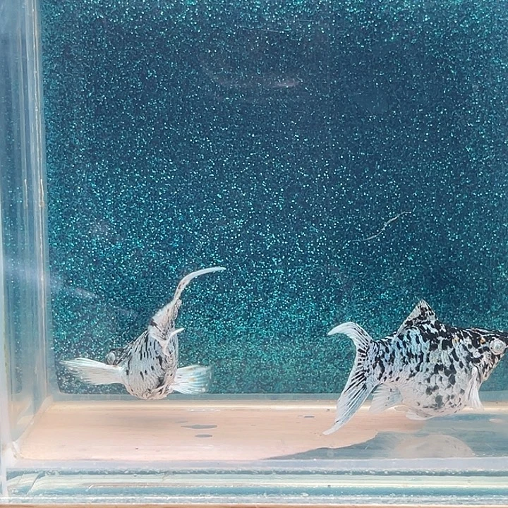 孔雀鱼三色奶牛玛丽