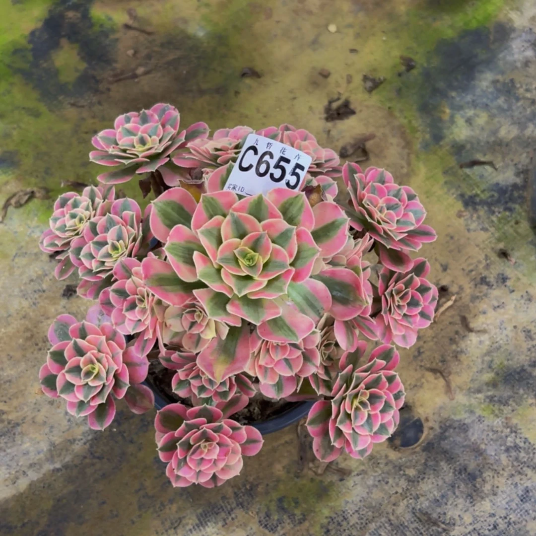 【闪购商品】65500
