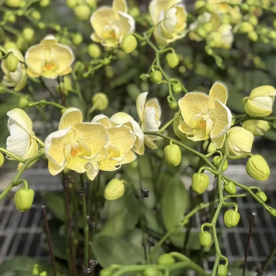 植趣【和鸣金边蕾丝】超高货3.0寸加高杯 新苗无梗