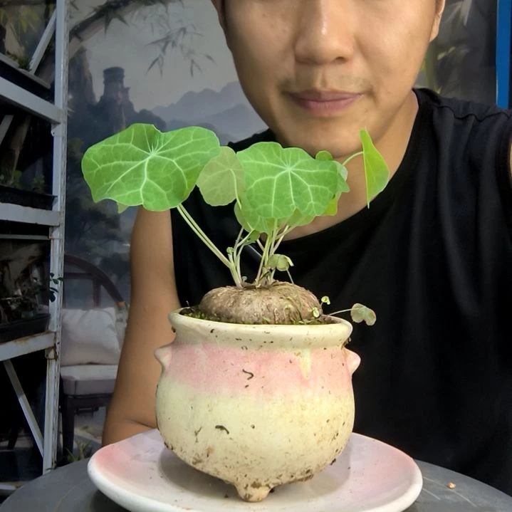 江*路中青园艺一物一拍180