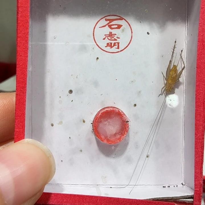 小***标蟋蟀石老师黄蛉一条包邮