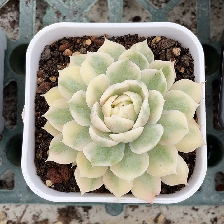 昂斯诺锦一物一拍锦龙