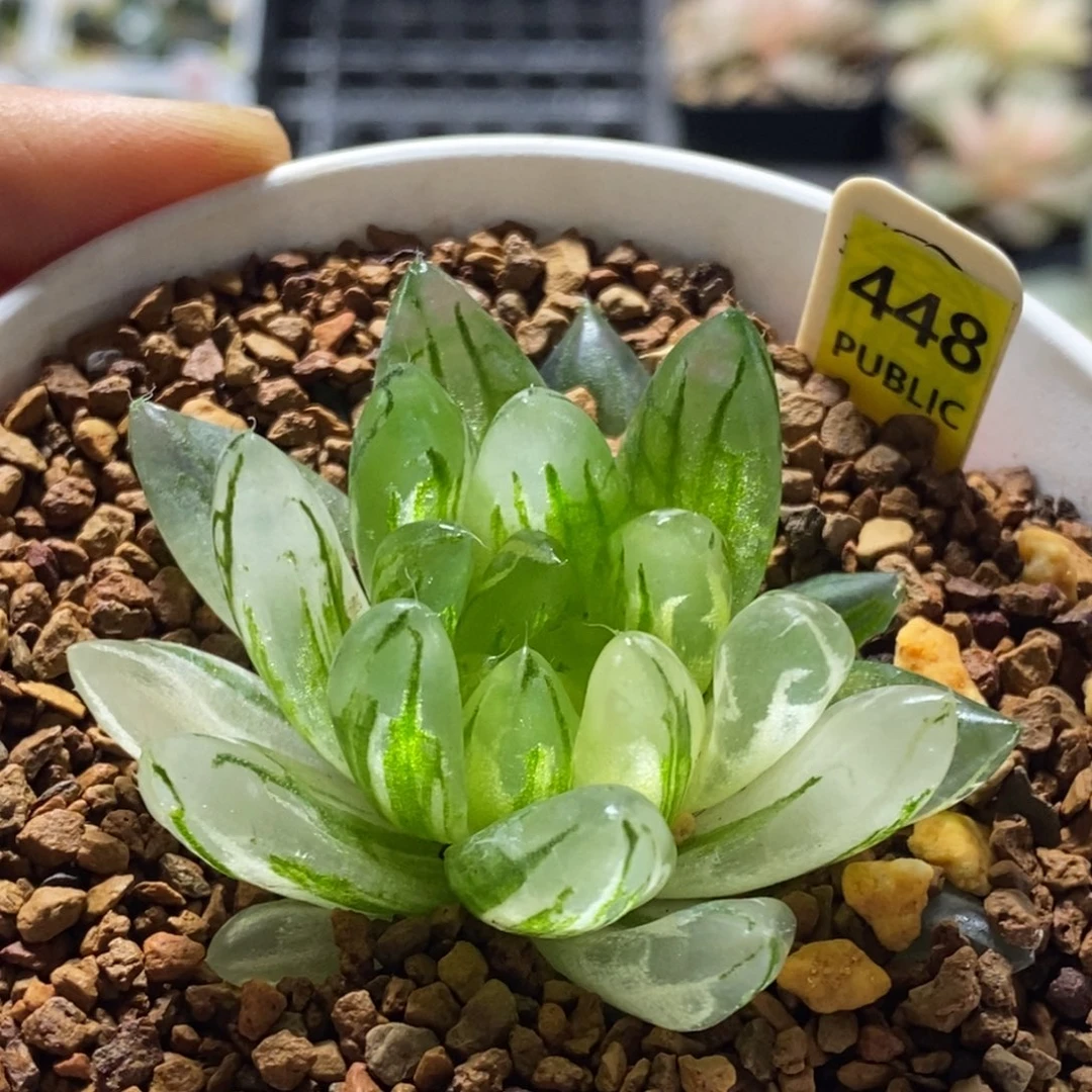 448号樱变女神玉露锦