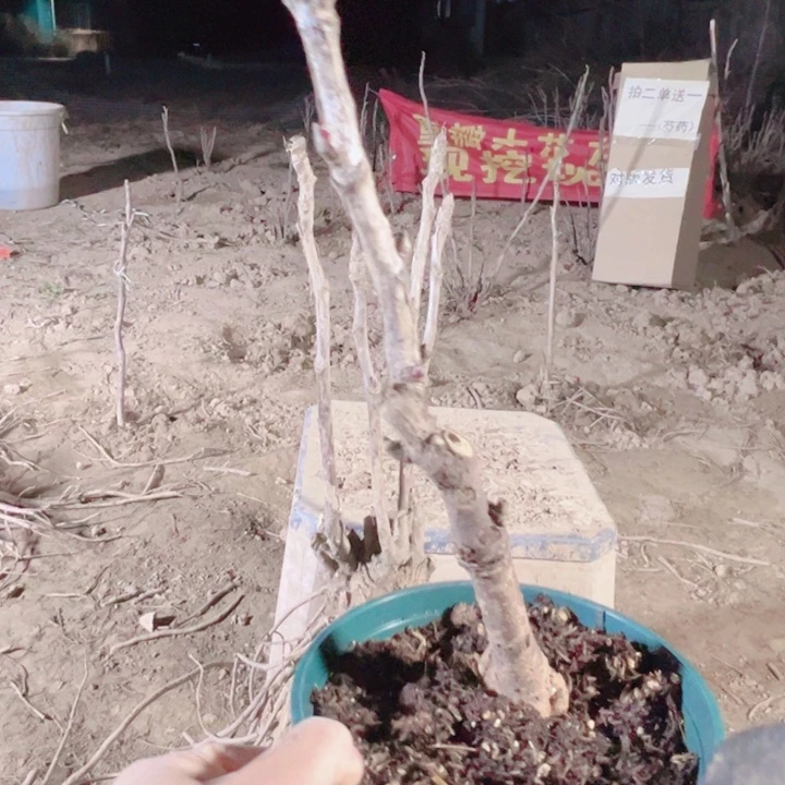当前无花栽培后可以开花花王