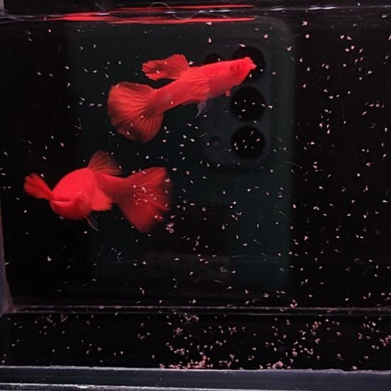 孔雀鱼火麒麟90-95红1对