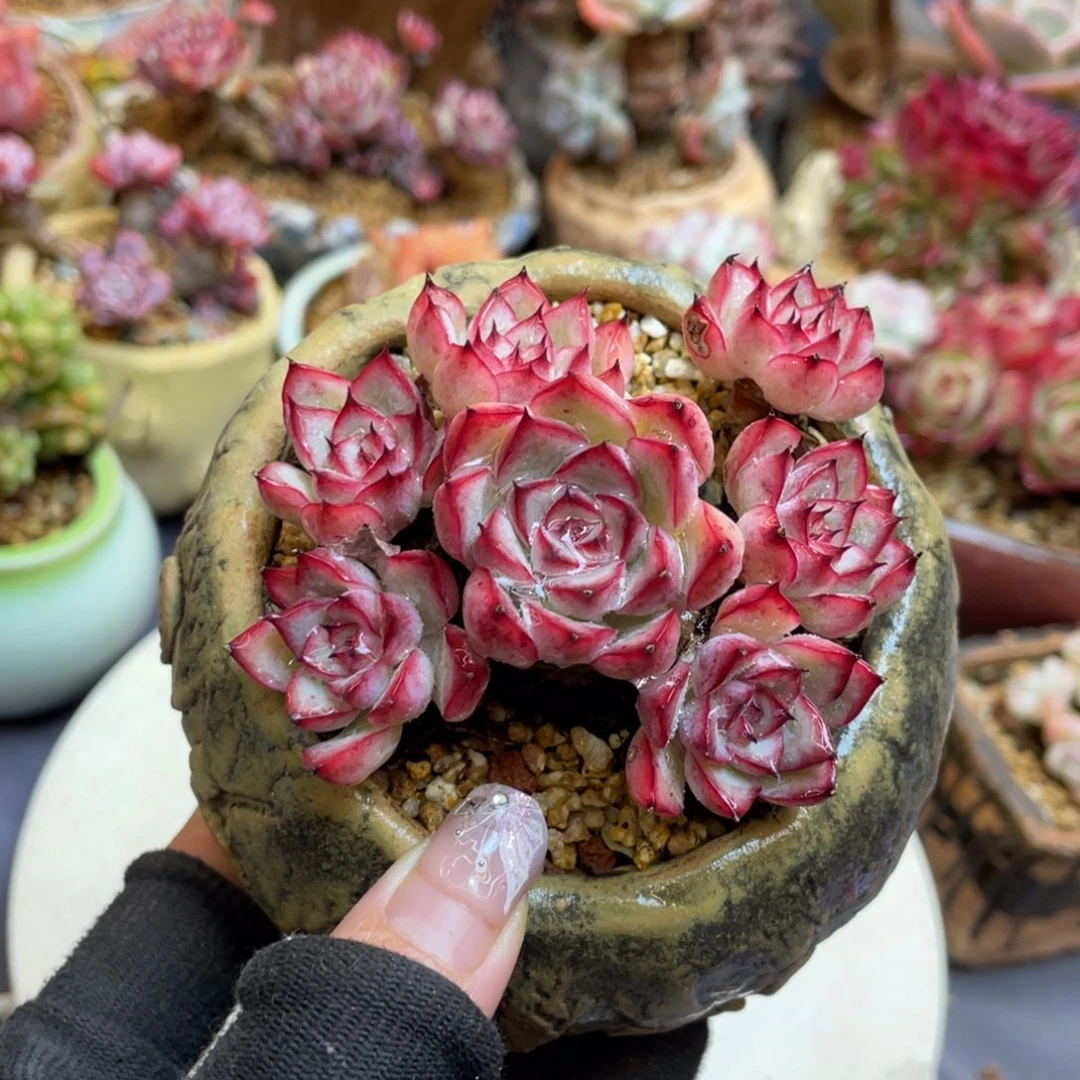 荷花整装无砍老桩