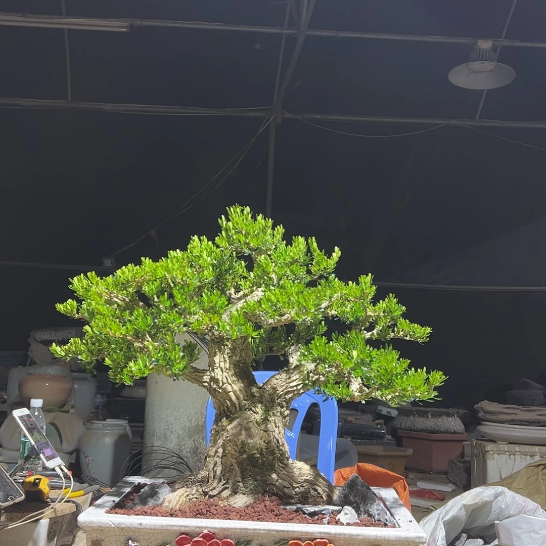 无花朵广东雀舌黄杨盆景