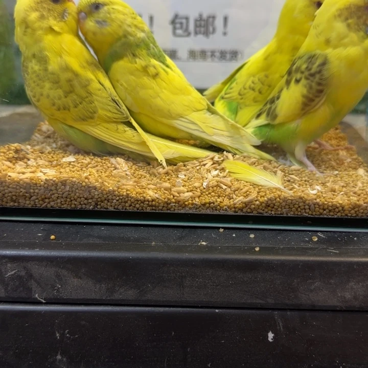 虎皮鹦鹉大头虎皮鹦鹉