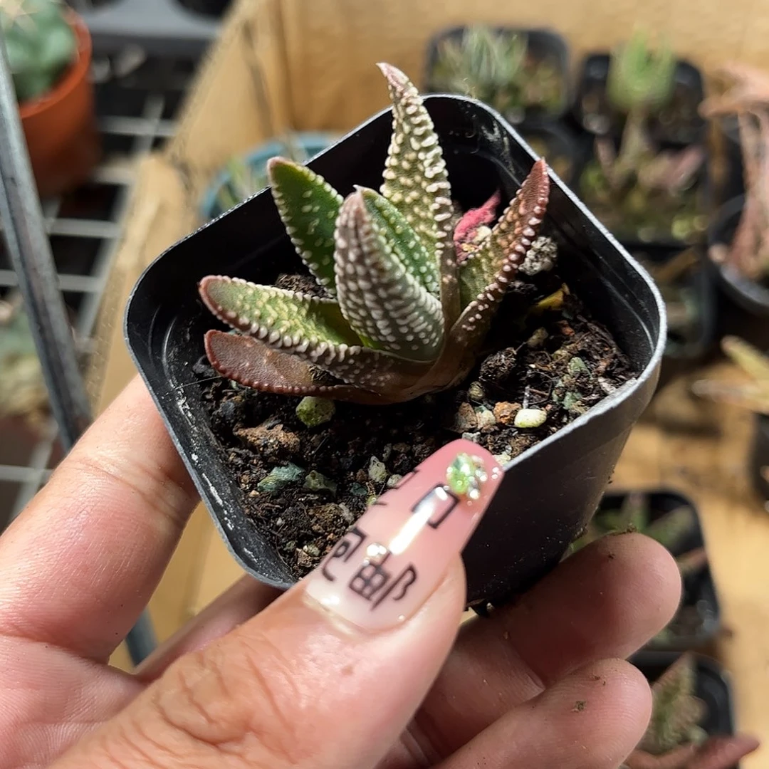 饕餮之泪单头发货