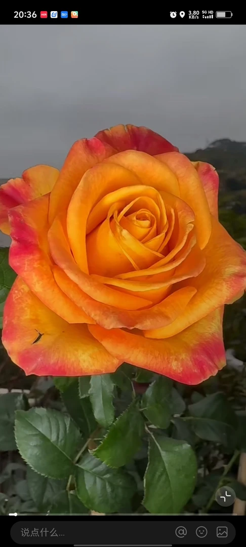 新品根结切花女神节福利价