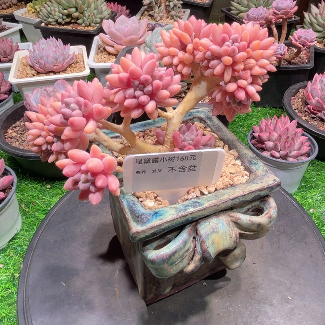 星戴露小树缀，一物一拍