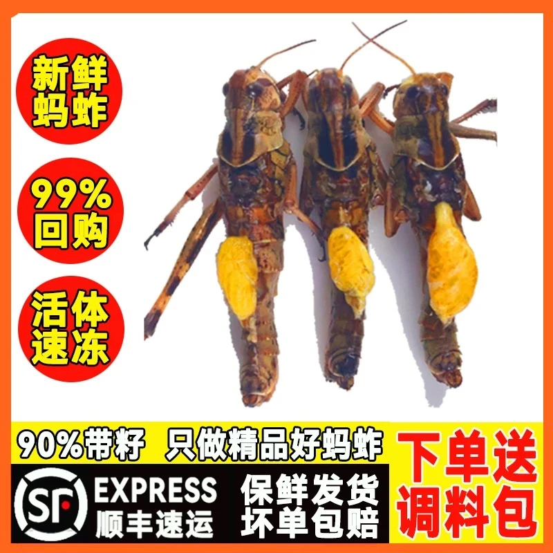 【买2斤送1斤】精品蚱蜢新鲜活速冻冷冻蝗虫纯母去翅带籽带黄蚂蚱