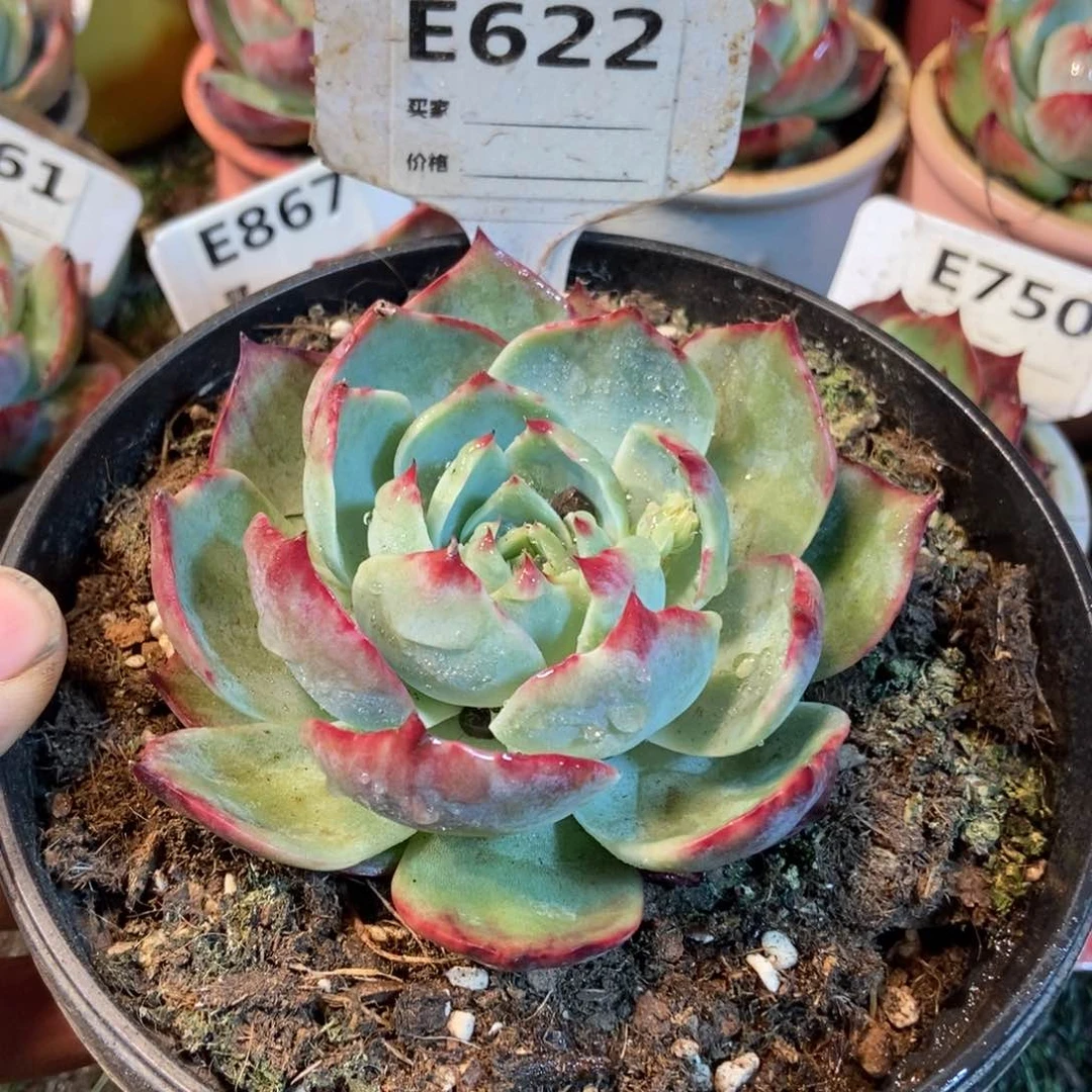 惊鸿一瞥622号楼多肉