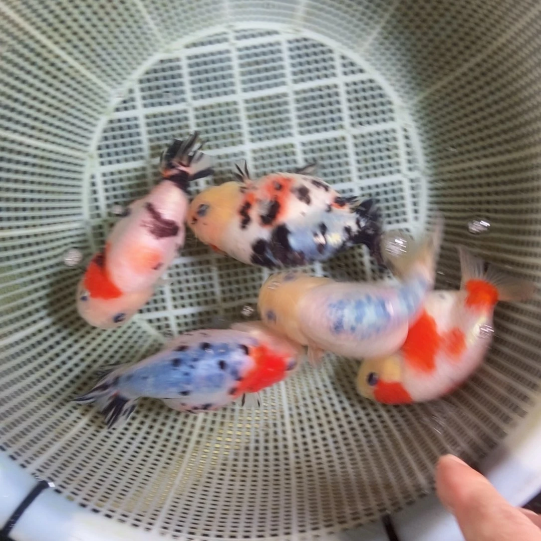 海水鱼R****n不包邮落地包损包健康