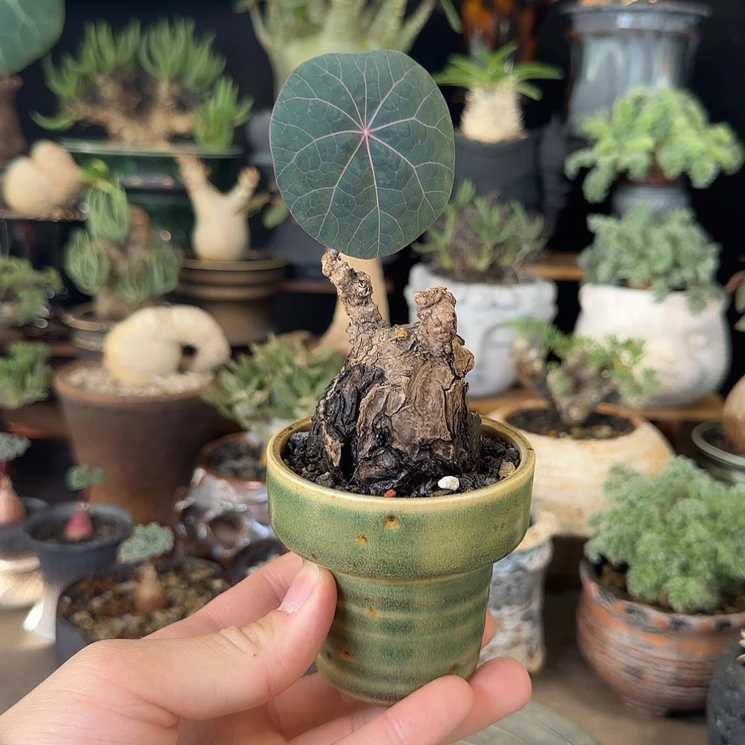 一物一拍老家一叶龟19