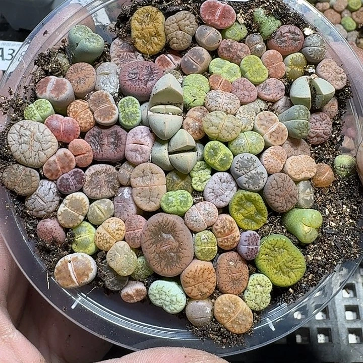 388 多肉植物多肉植物