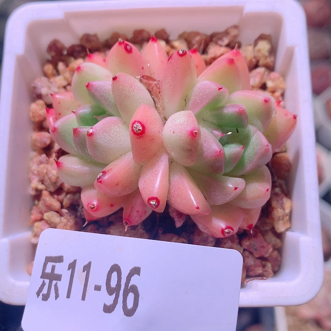 乐然11-96黄金石英