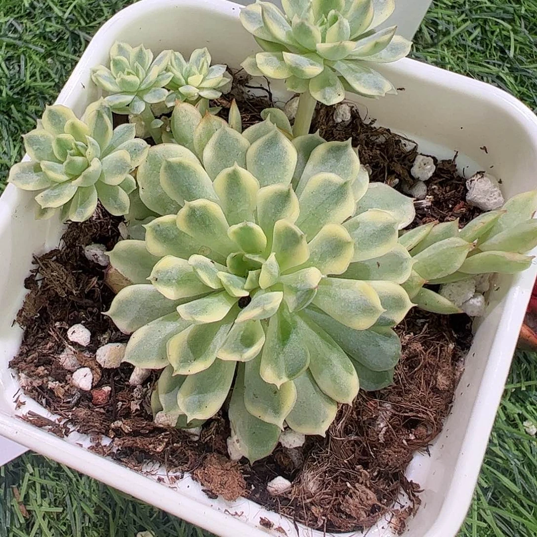 用***8多肉植物多肉植物
