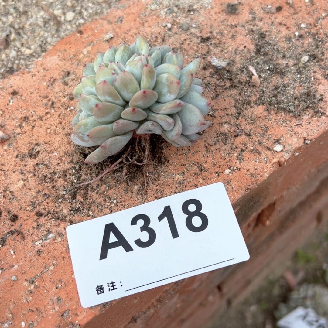 小*318 多肉多肉多肉多肉