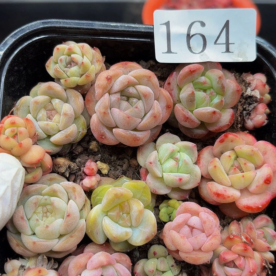 多肉植物多肉植物164