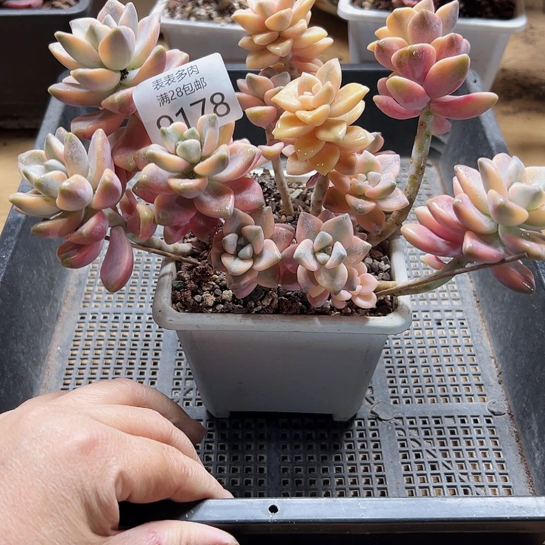 9号多肉一物＿拍9178