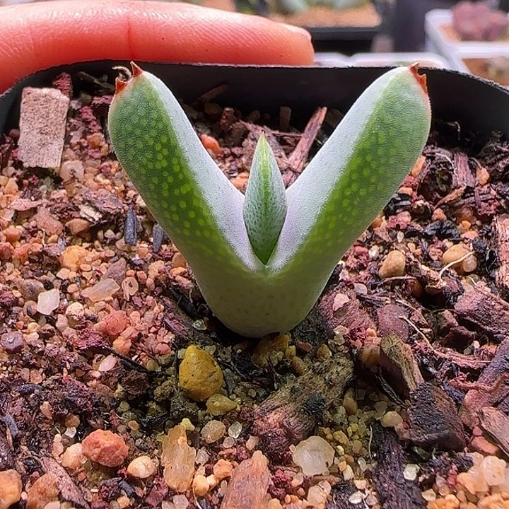 哈哈哈哈哈哈哈哈56787