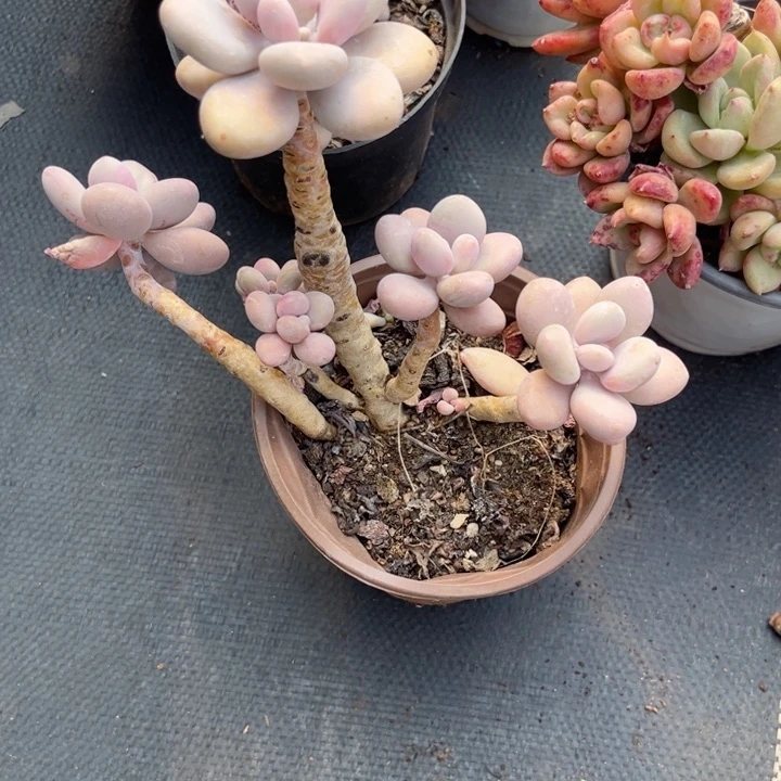 芳*粉蛋8756577866