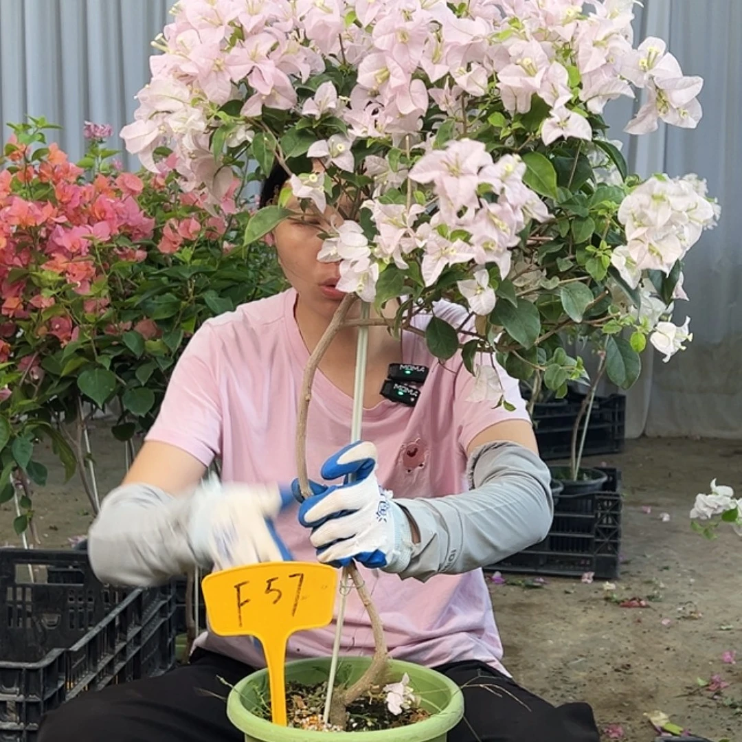 随***动大部分花苞少量开放F57苹果花