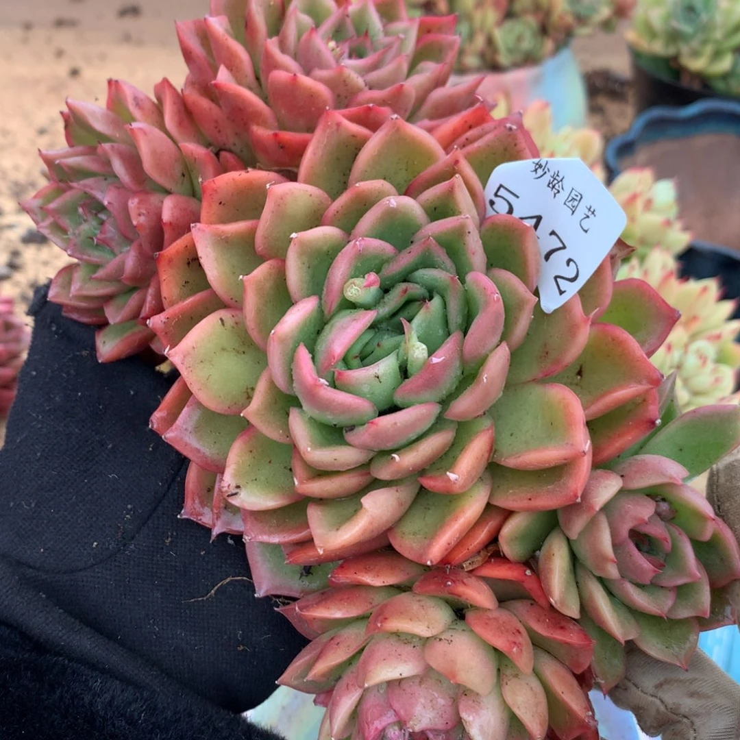 5472杂交多肉老桩