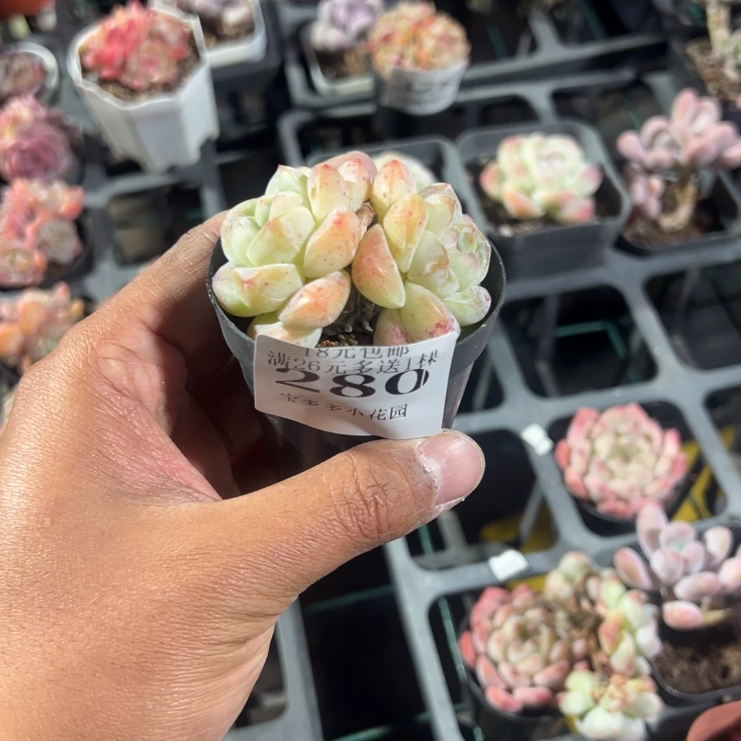 程***十280号精控冰玉一物一拍