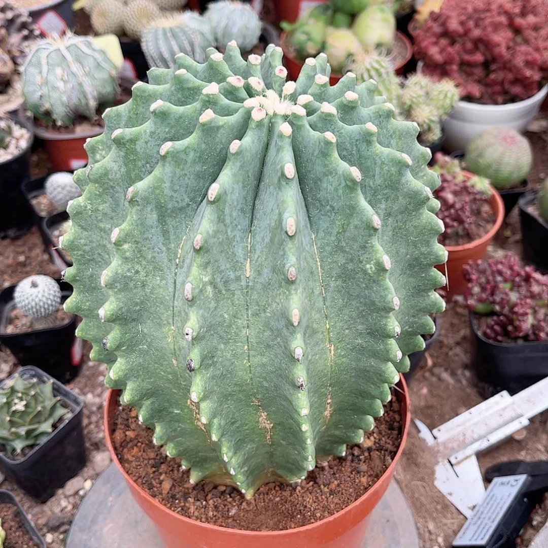 无刺王冠龙一一一一一一