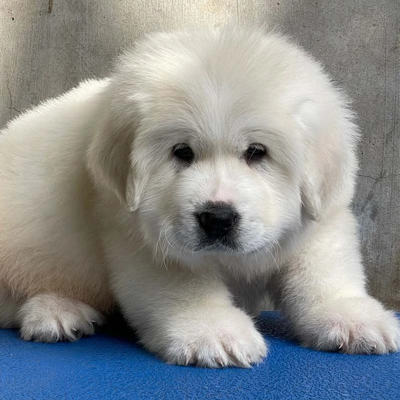 【纯种】大白熊犬幼犬血统级幼崽大型犬纯种宠物狗狗活体