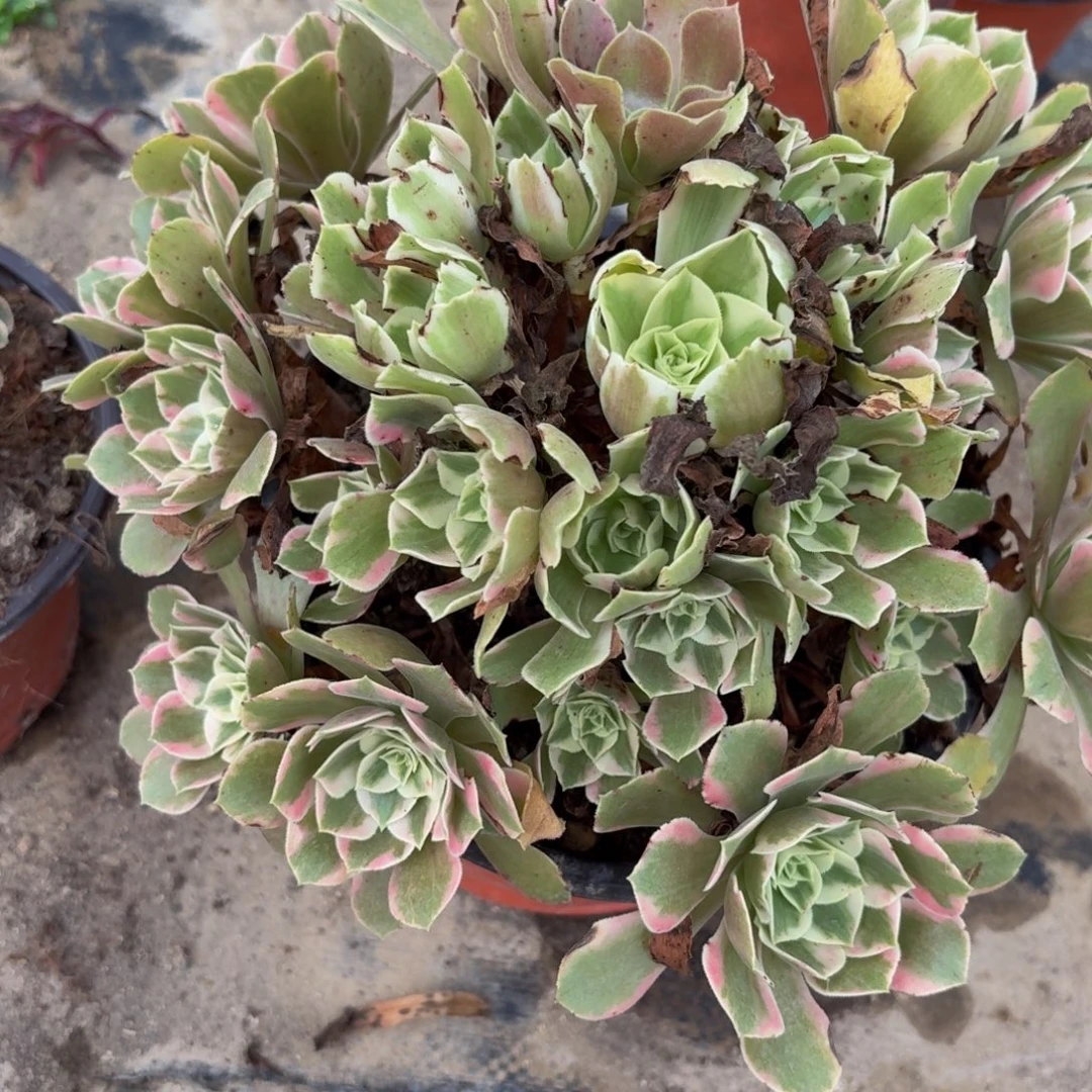 49多肉植物捧花的