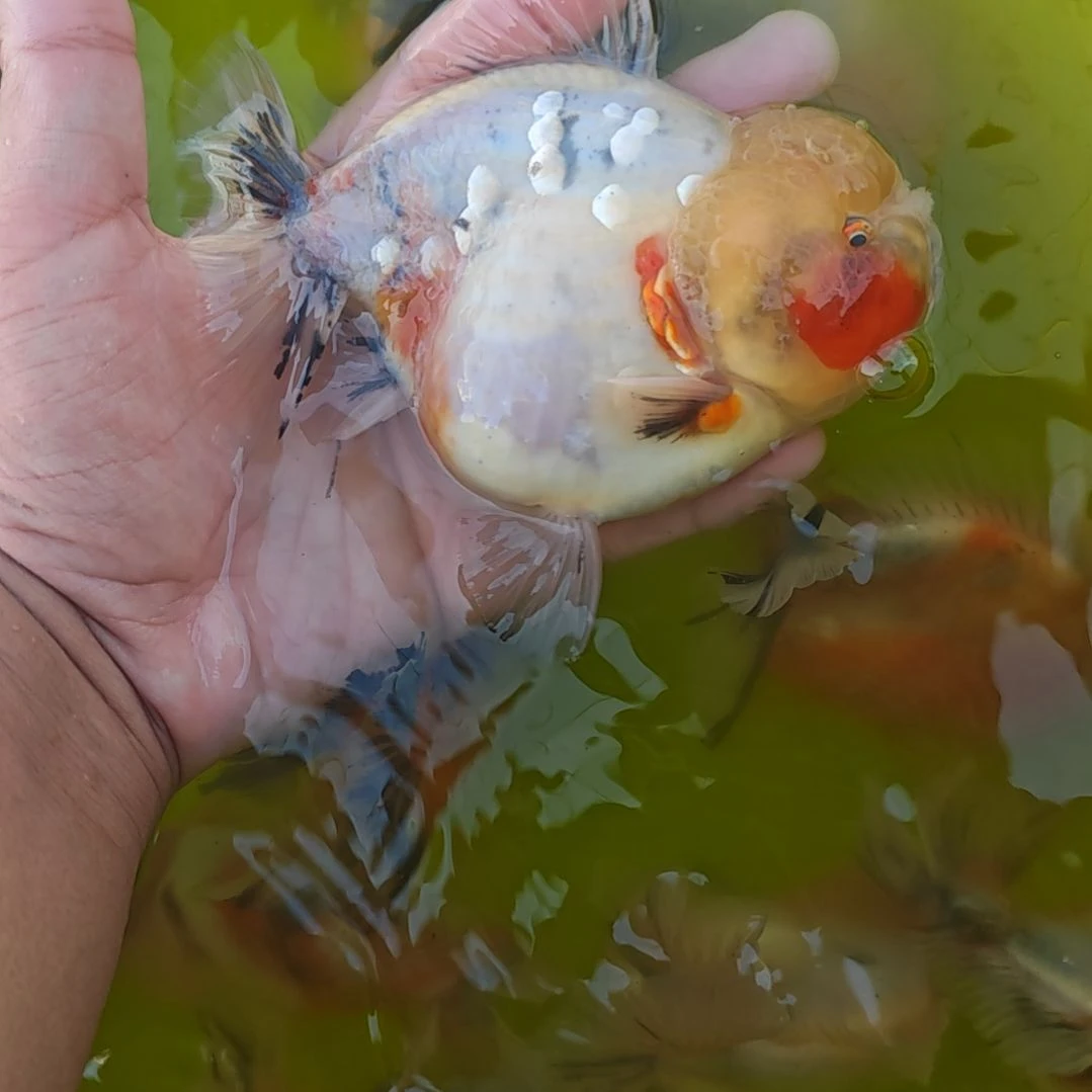 三色将军泰狮金鱼