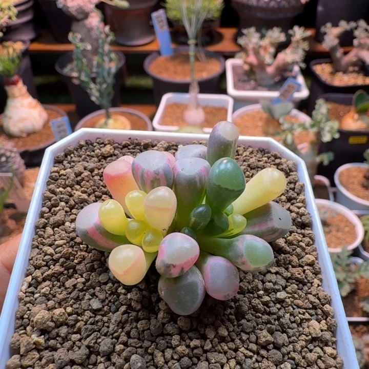 五十铃玉锦579 仙人球