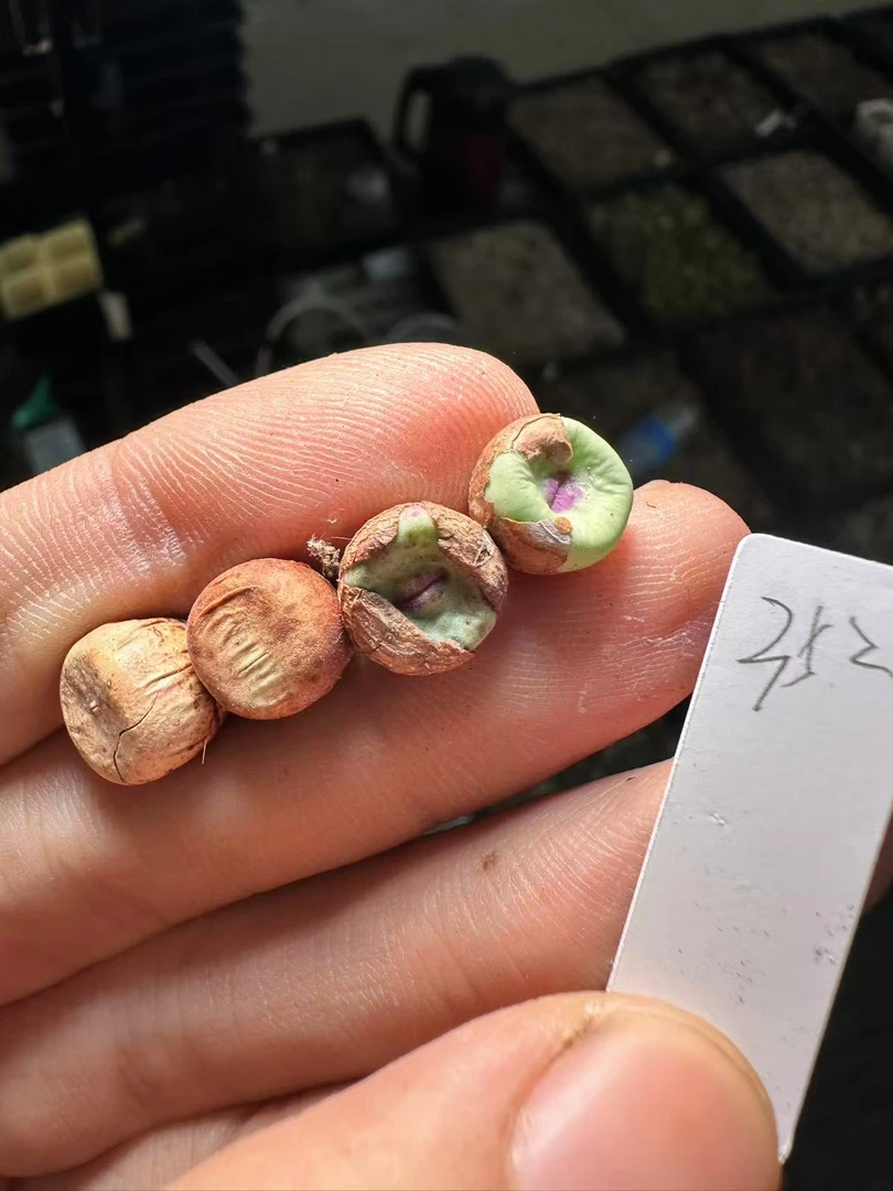 352多肉植物生石花红嘴ts427一颗