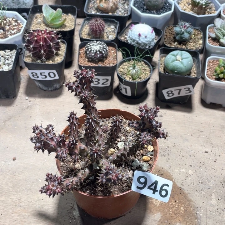 ?****?946波斯地毯箩魔脱土