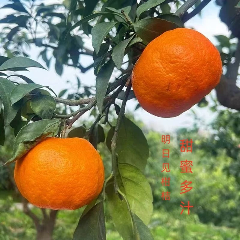 明日四川眉山丹棱当季新鲜水果皮薄汁多爆甜净重5斤现摘好吃大果