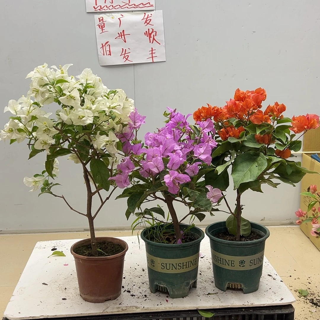 大部分花苞少量开放白雪，巴西紫，明扬橙组合