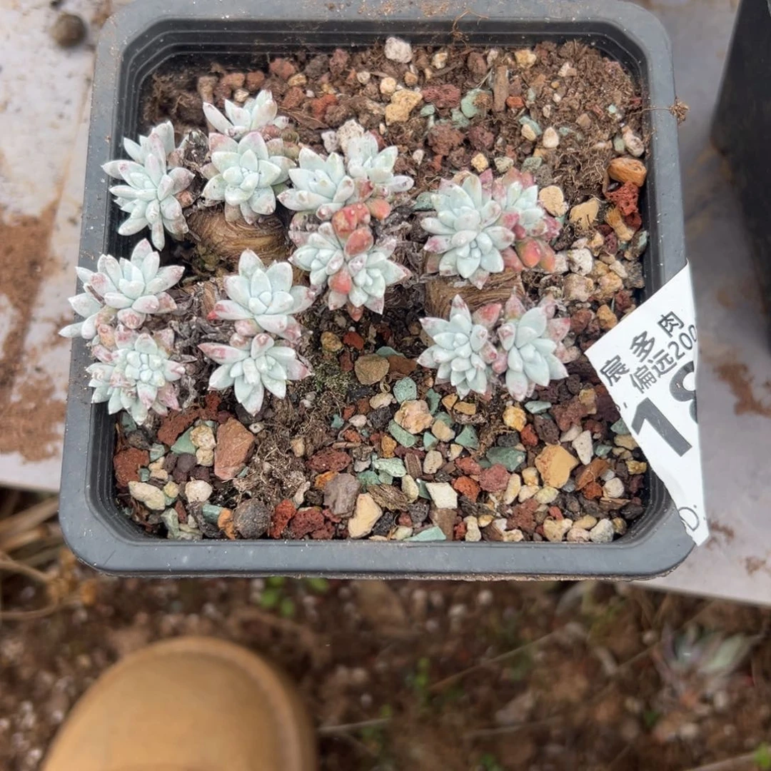 格诺玛白菊～一物一拍3024