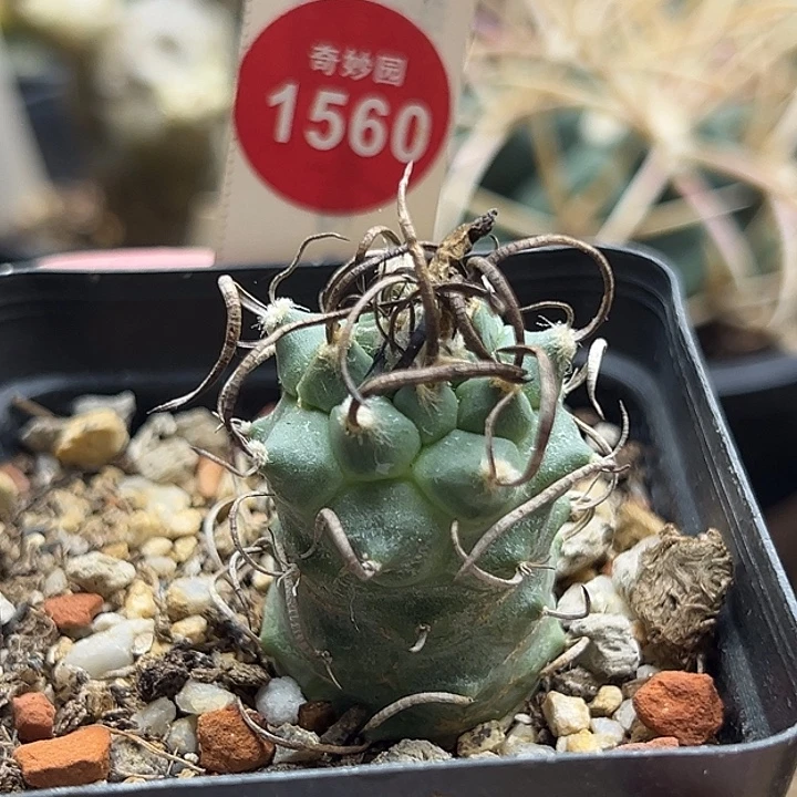 实生碳刺娇丽一棵仙人球