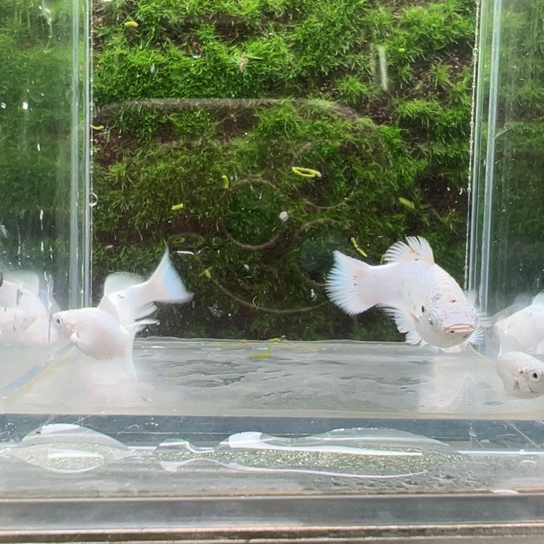 黑玛丽鱼鱼苗5条。